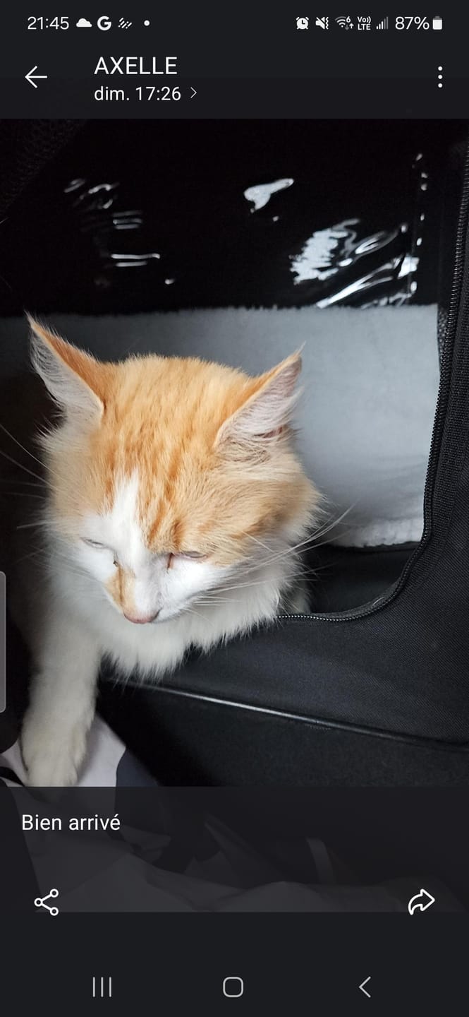 Customer photo review of Cage de transport pliable (chat)