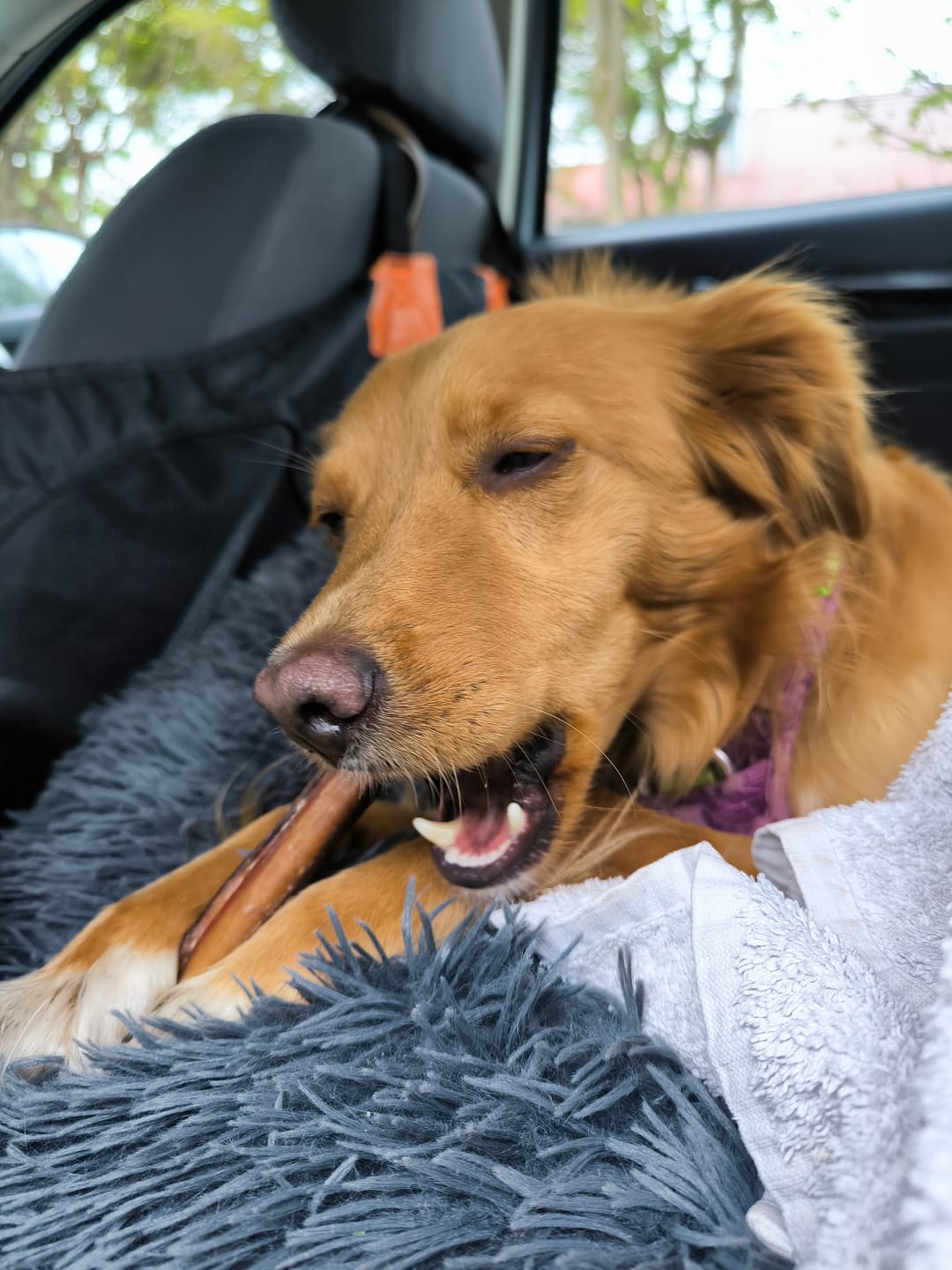 Customer photo review of Bully Stick