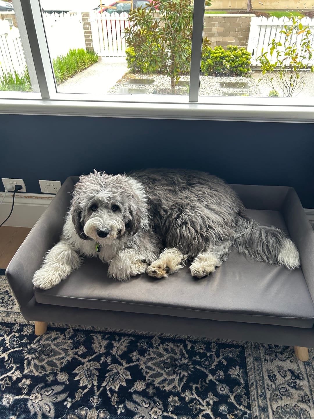 Customer photo review of PaWz Warm Soft Lounge Couch Chair Bed