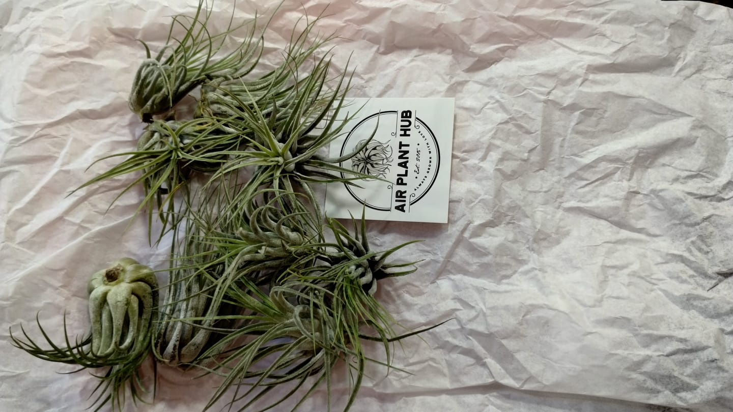 Customer photo review of B Quality Ionantha Variety 3 Pack  ($0.75 Per Plant)