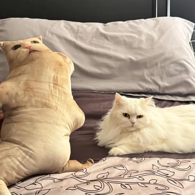 Customer photo review of Custom Pet Pillow
