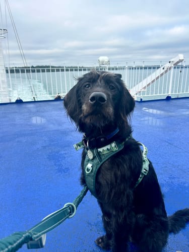 Customer photo review of Tough Trails™ Harness - Walkies Ready® Forest Green