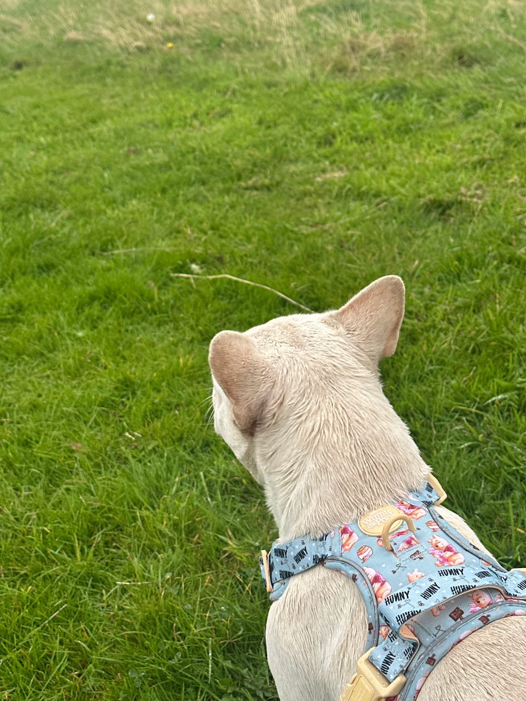 Customer photo review of Disney© Tough Trails™ Harness - Winnie The Pooh