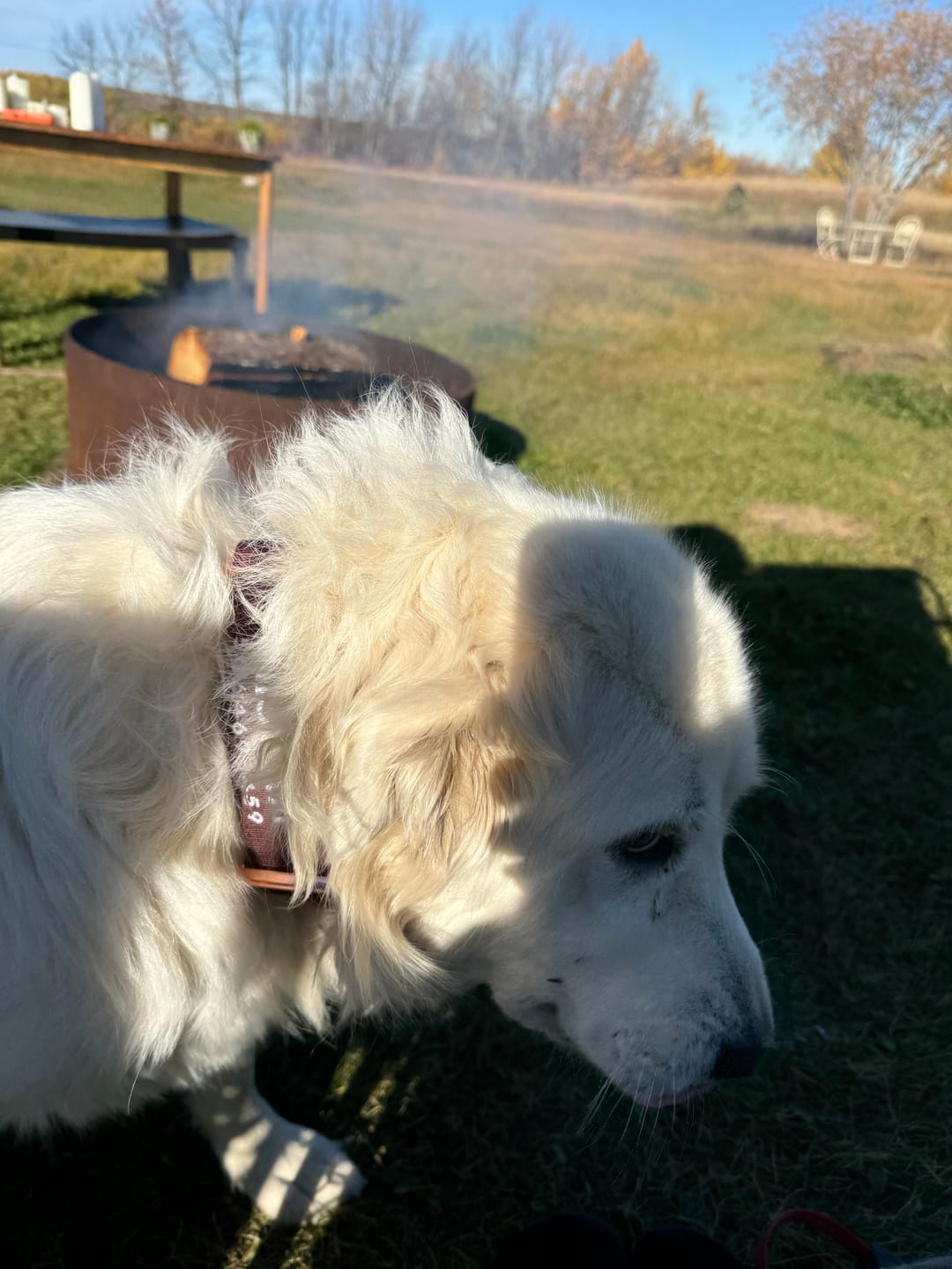 Customer photo review of 2" Tacti Luxe Dog Collar - Rose Gold - Chocolate