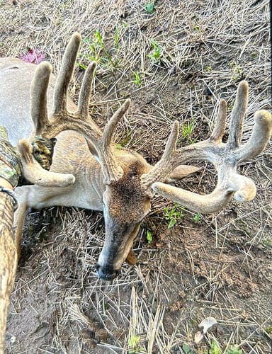 Customer photo review of Beast Broadheads (2-Pack + Practice Tip)