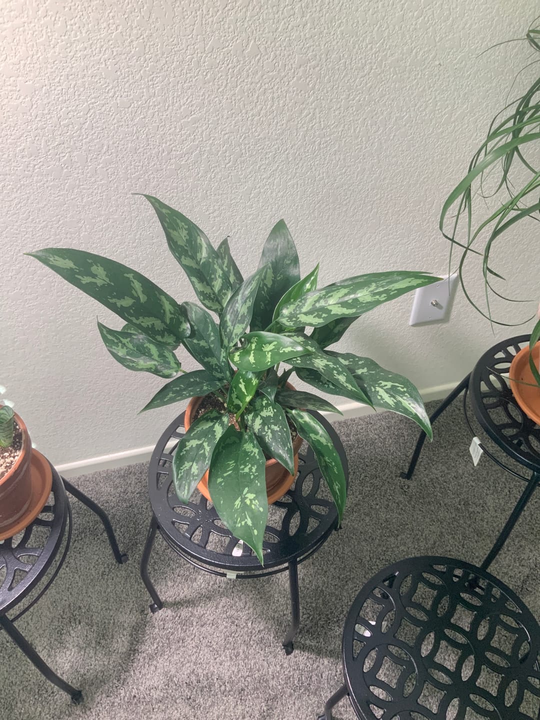 Customer photo review of Aglaonema 'Maria'