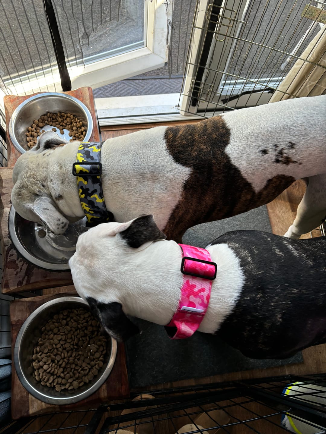 Customer photo review of 5cm Combat® Collar | With Handle & Rated Clip - Bubblegum v2.0