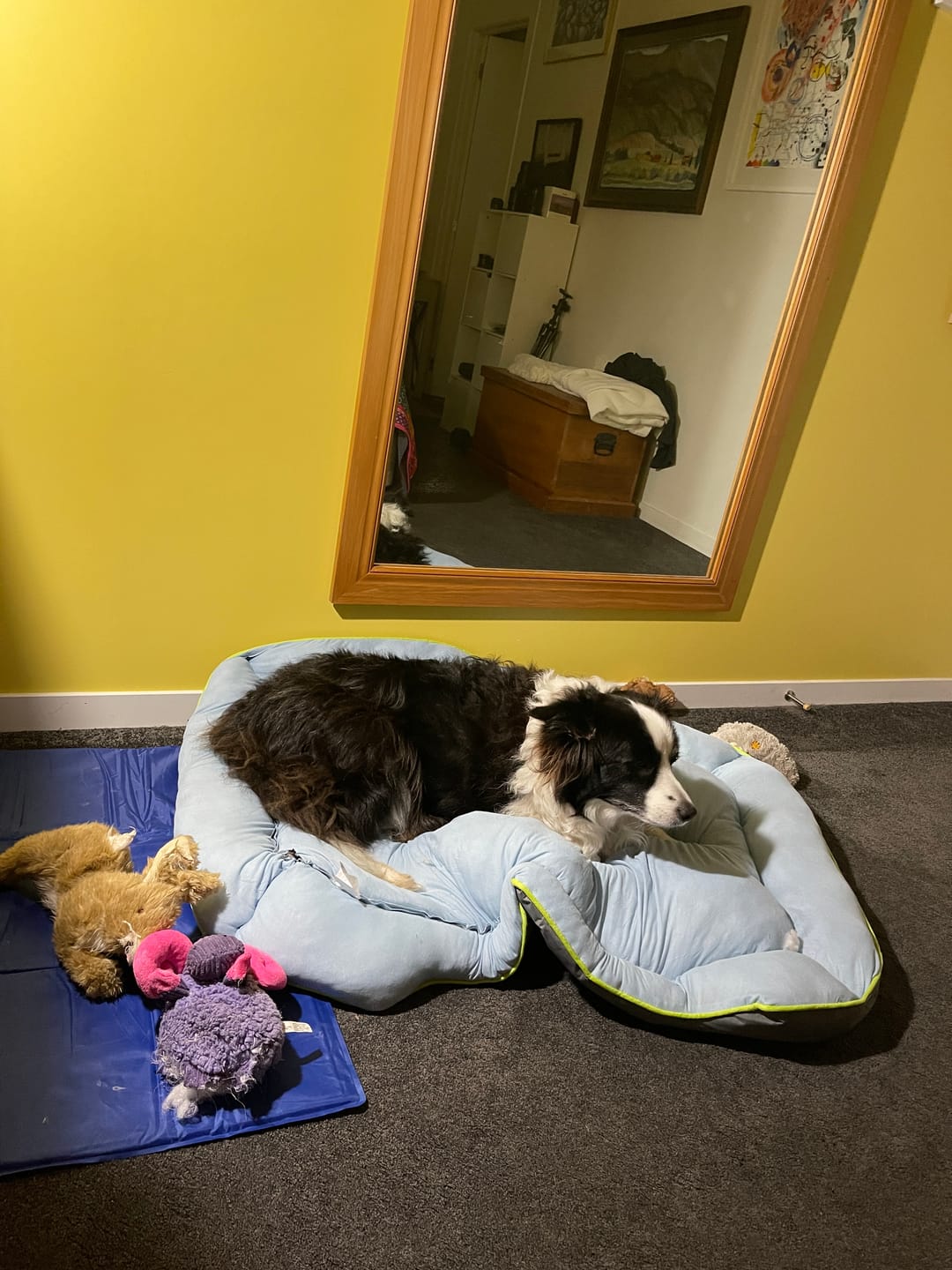 Customer photo review of PaWz Pet Cooling Sofa Bed