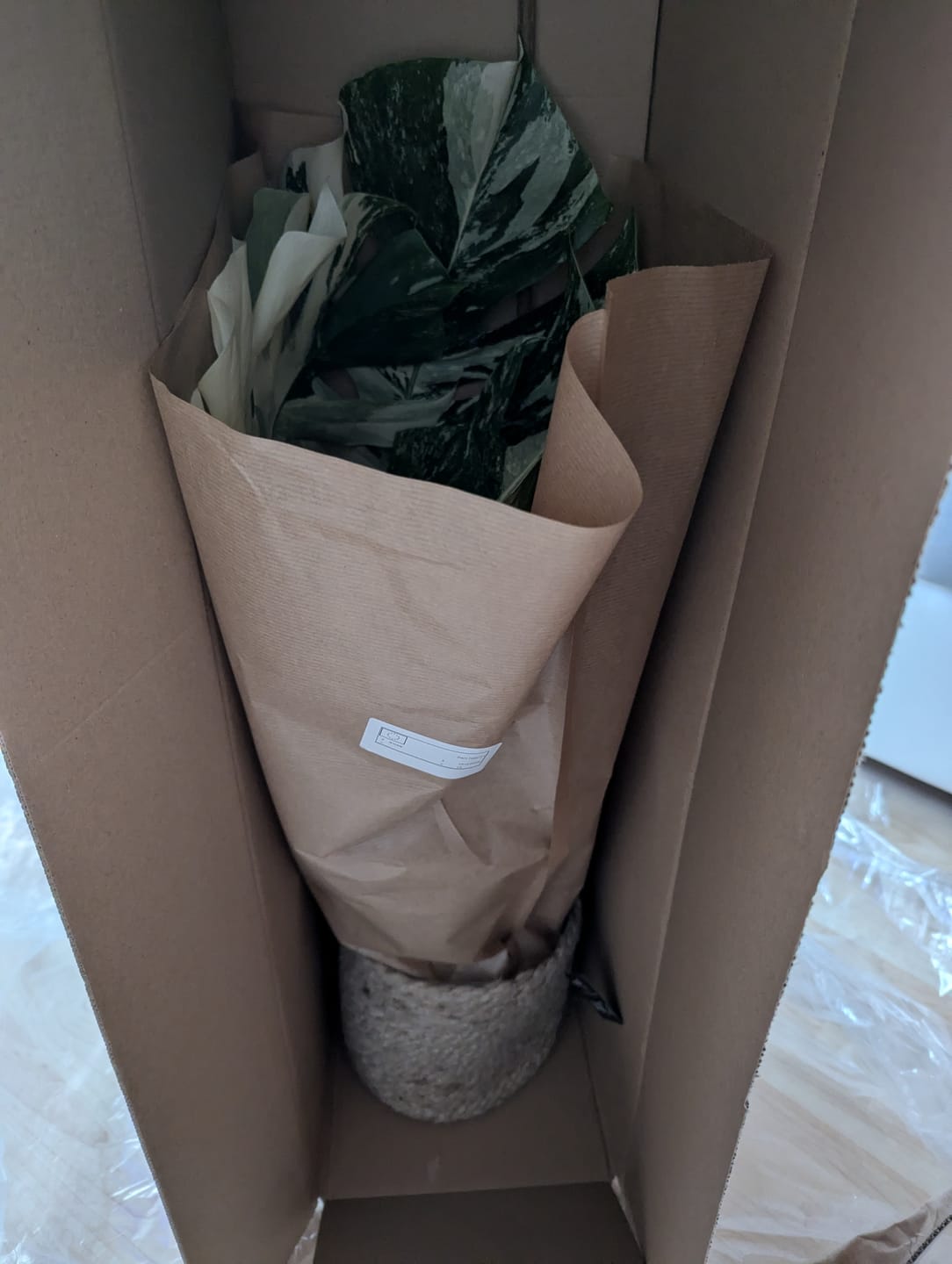 Customer photo review of Monstera Deliciosa Variegata