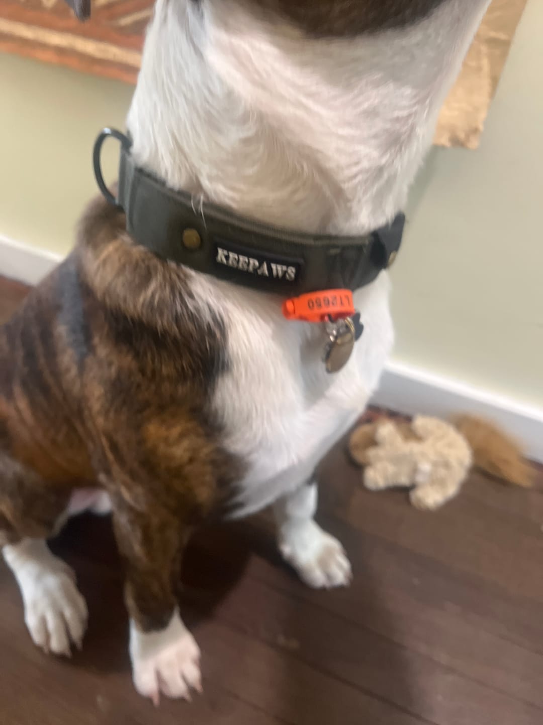 Customer photo review of Keepaws™ Tactical AirTag Collar