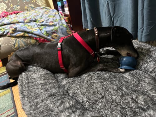 Customer photo review of Freezball - Durable Fillable Dog Chew Bone