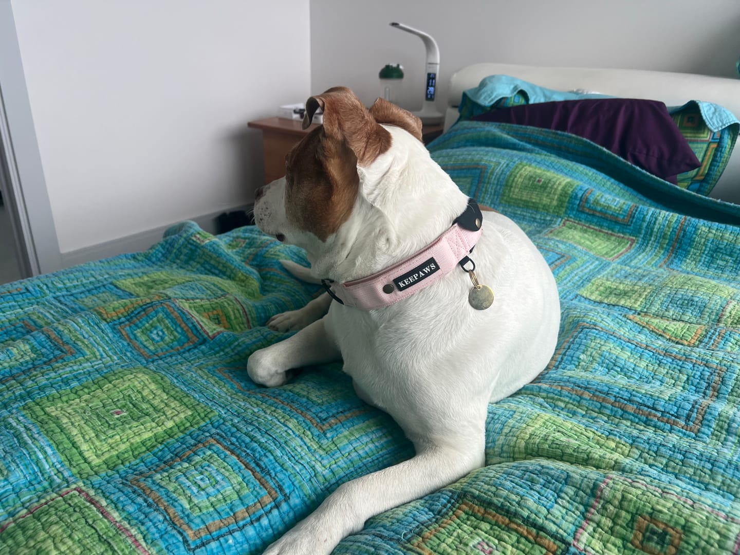 Customer photo review of Keepaws™ Tactical AirTag Collar