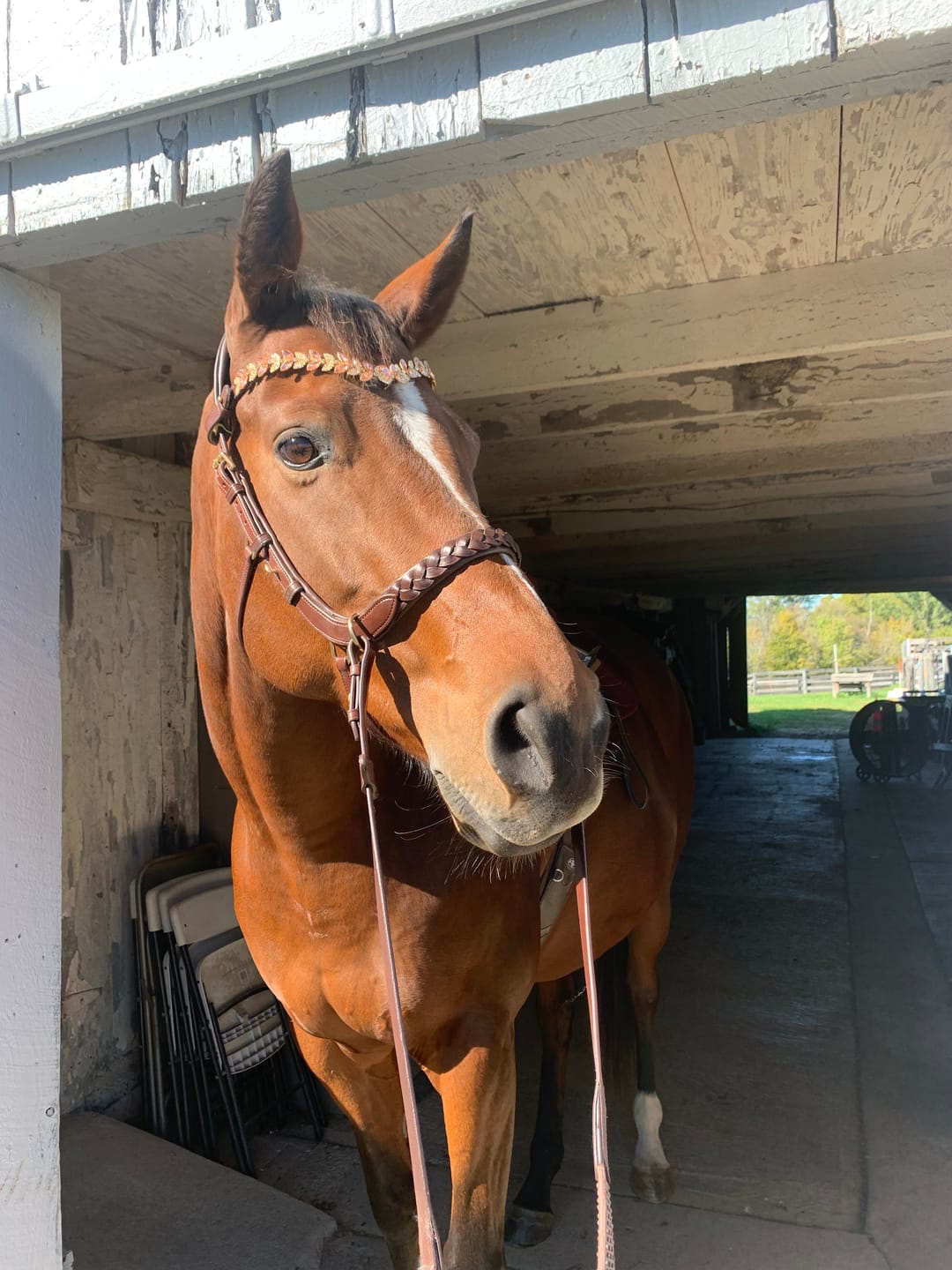 Customer photo review of Odessa bonita Multi Bridle with padded noseband - MASEGO bit to bitless system