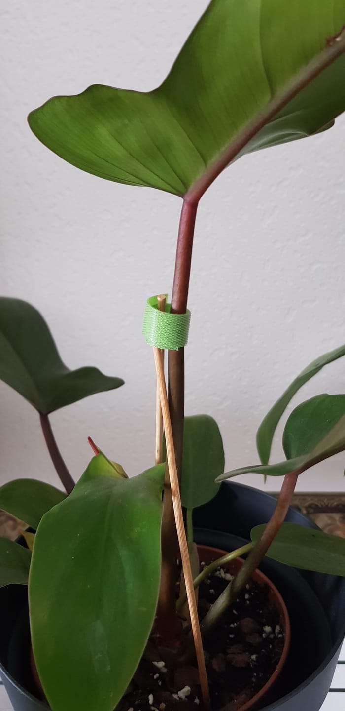 Customer photo review of Pflanzenklett Verbinder