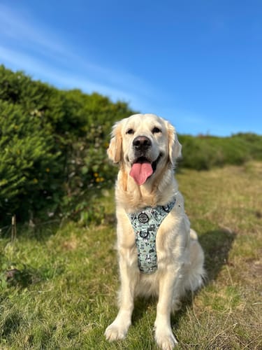 Customer photo review of Tough Trails™ Harness - Deja Moo - Green
