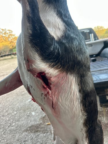 Customer photo review of Beast Broadheads (2-Pack + Practice Tip)