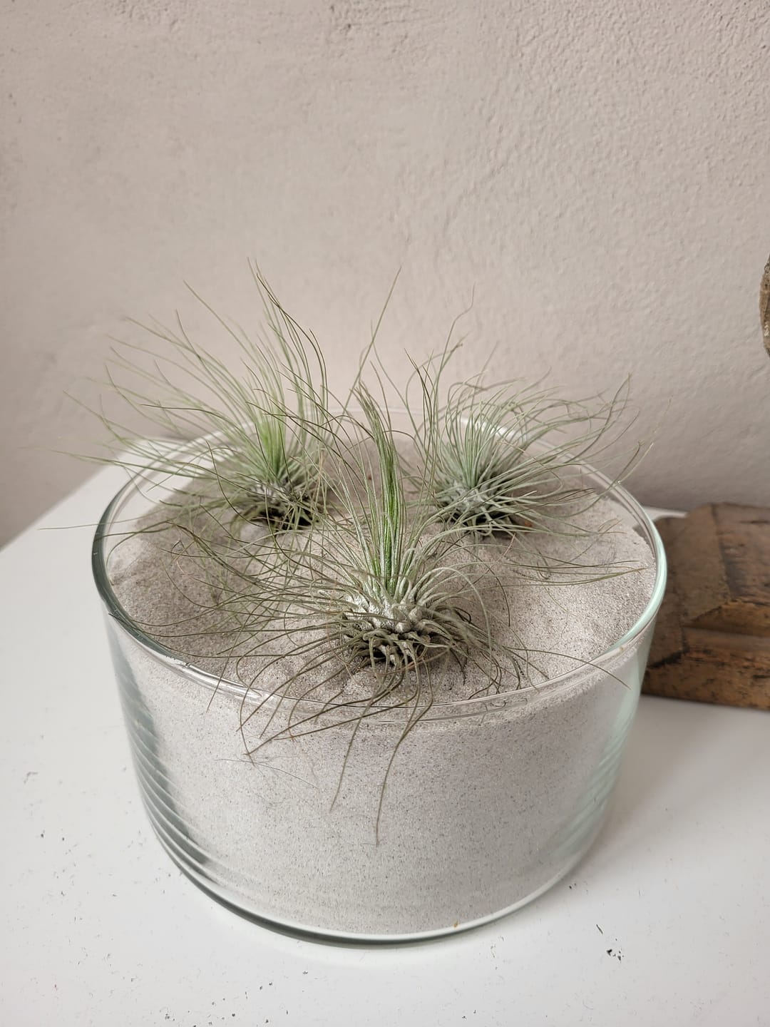 Customer photo review of Tillandsia argentea