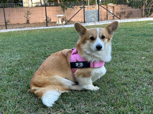 Customer photo review of Dog Harness