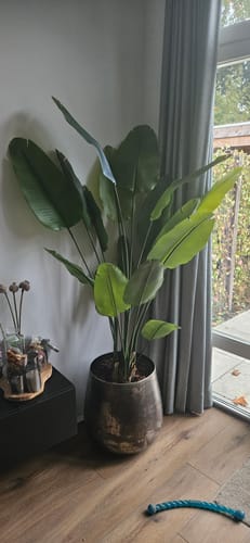 Customer photo review of Strelitzia Kunstplant 180cm (weekdeal)
