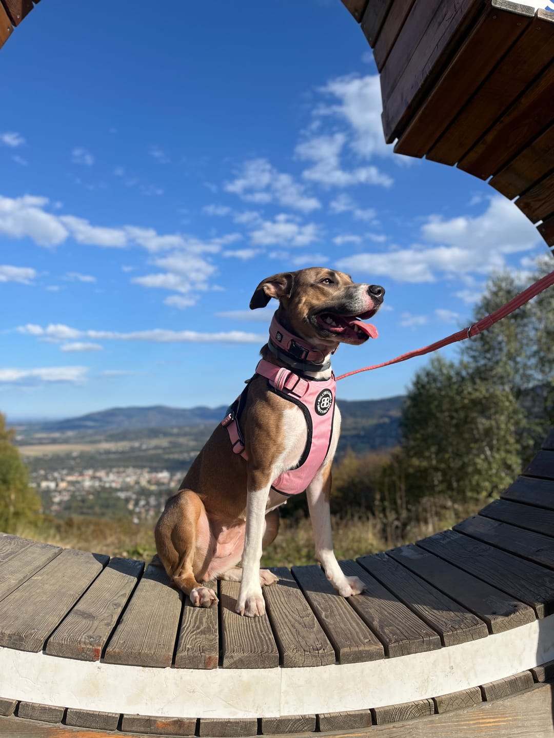 Customer photo review of Double Ended Training Leash | All Breeds - Durable & Soft 2m Leash - Pink