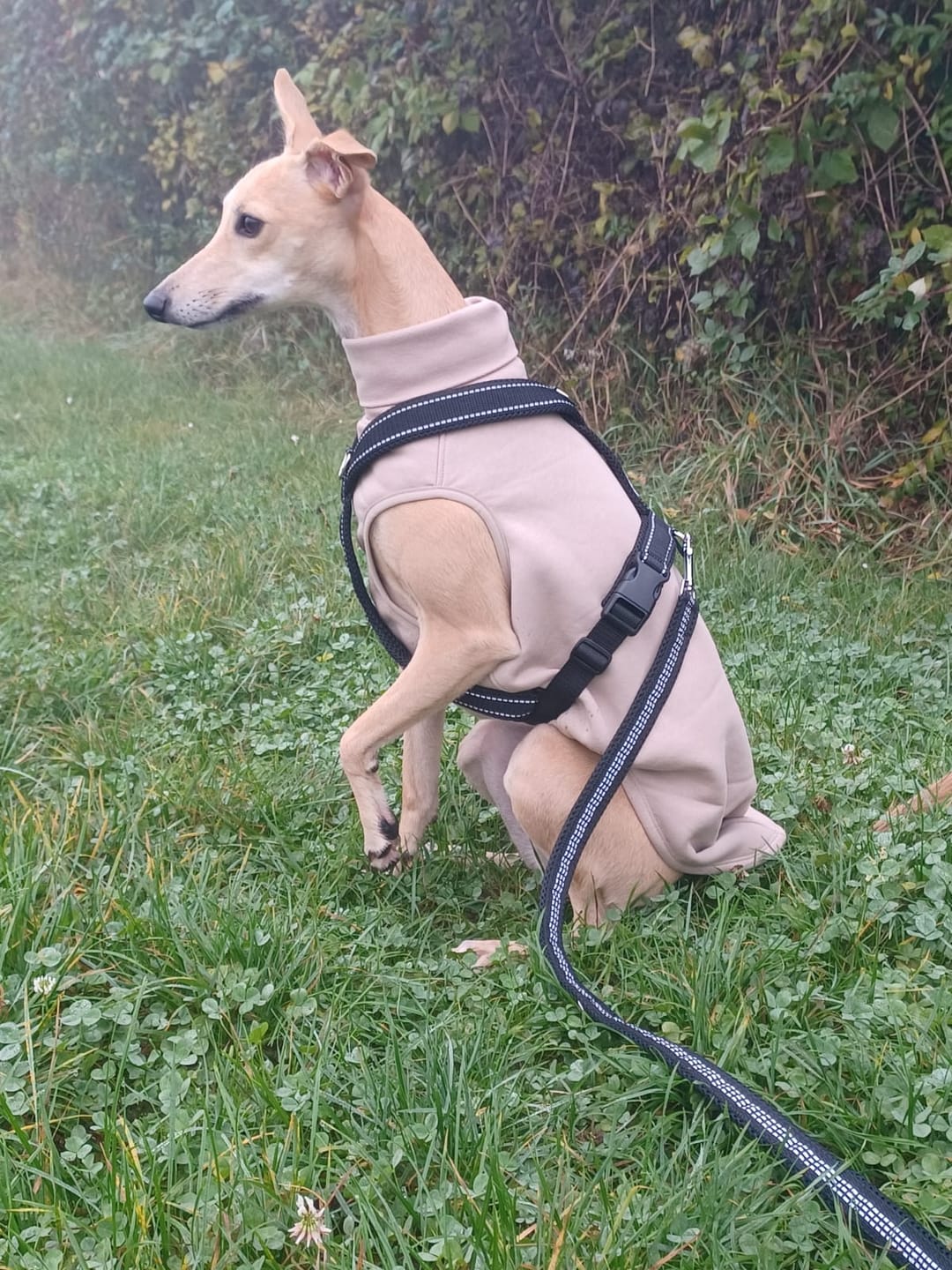 Customer photo review of Führungsleine REFLEX 2,30m (3-fach verstellbar)