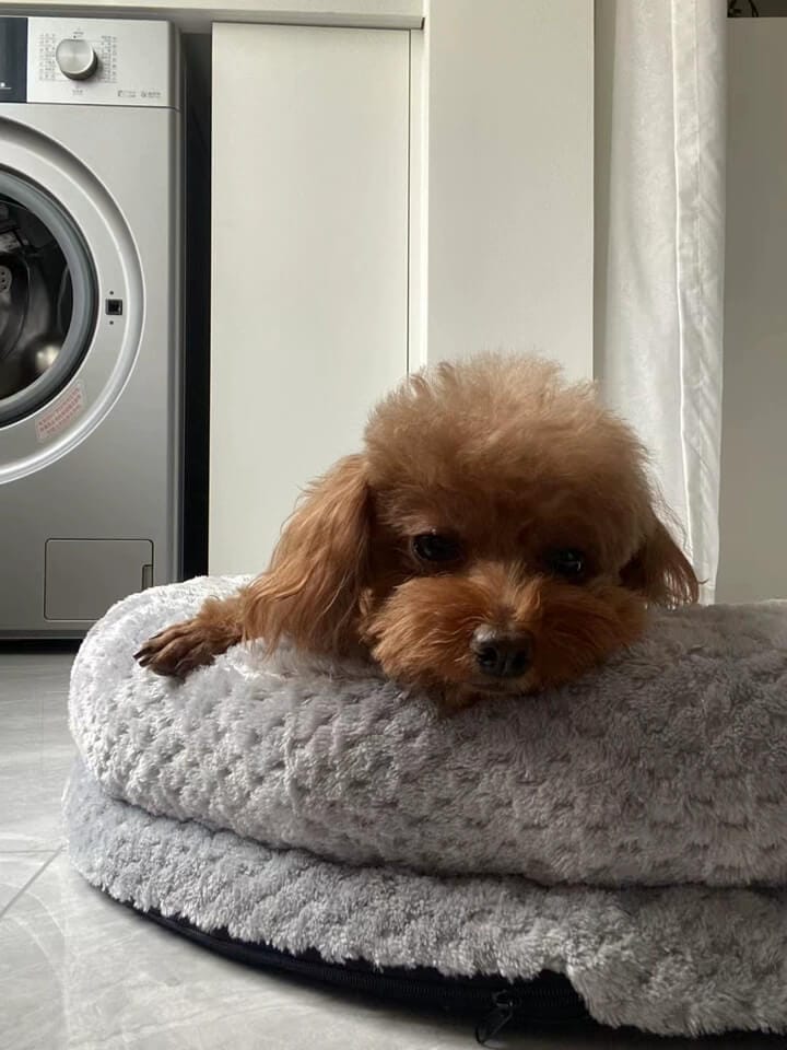 Customer photo review of PlushNest Deluxe Orthopedic Pet Bed