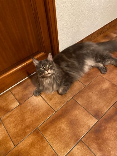 Avis photo d'un client sur Croquettes Maine Coon Stérilisé Sans Céréales - Poulet