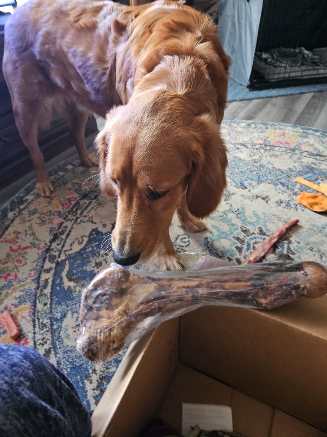 Customer photo review of Monster Femur Bone