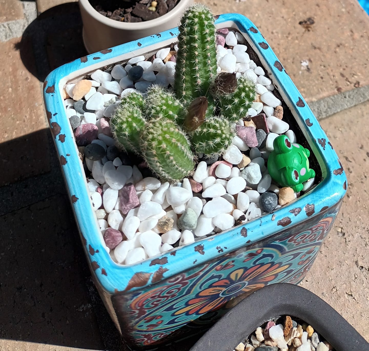 Customer photo review of Echinopsis chamaecereus