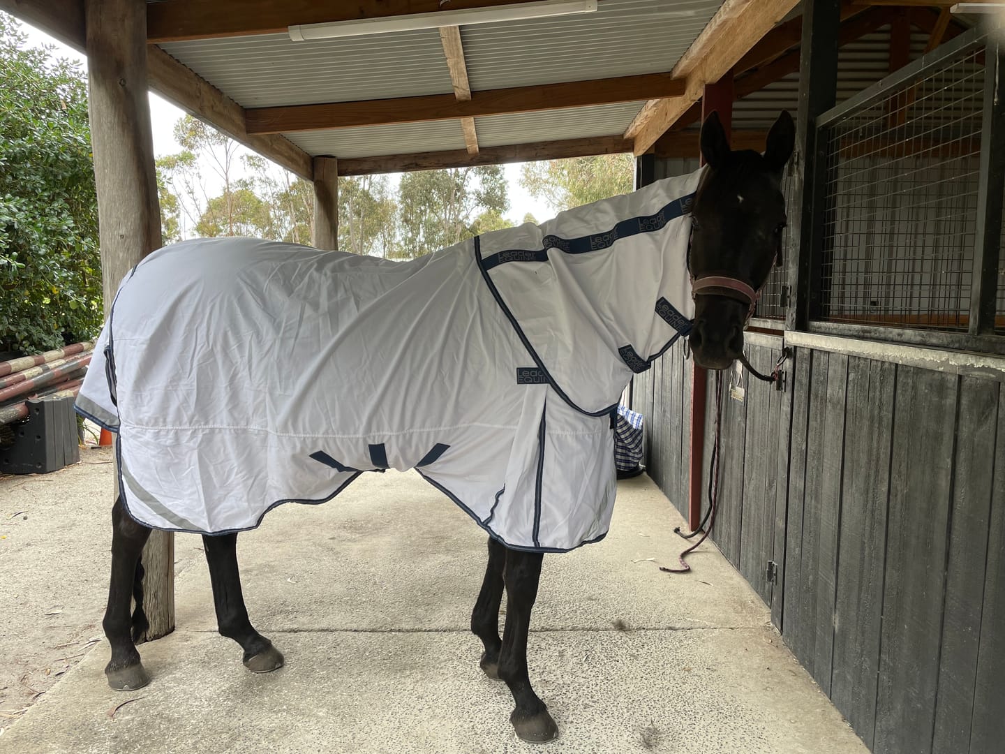 Customer photo review of LE Fieldsafe Summer Sheet