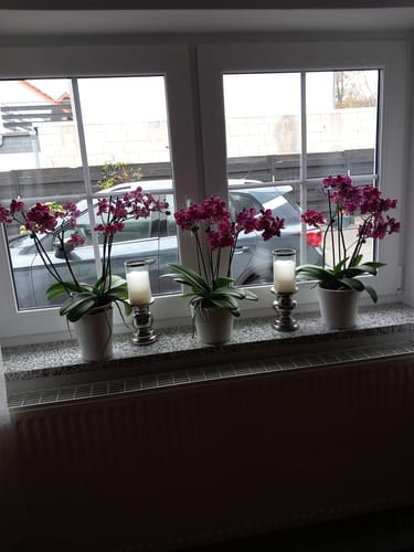 Customer photo review of Große Two of Us mit lila Blüten und 4+ Stielen im 3er Set