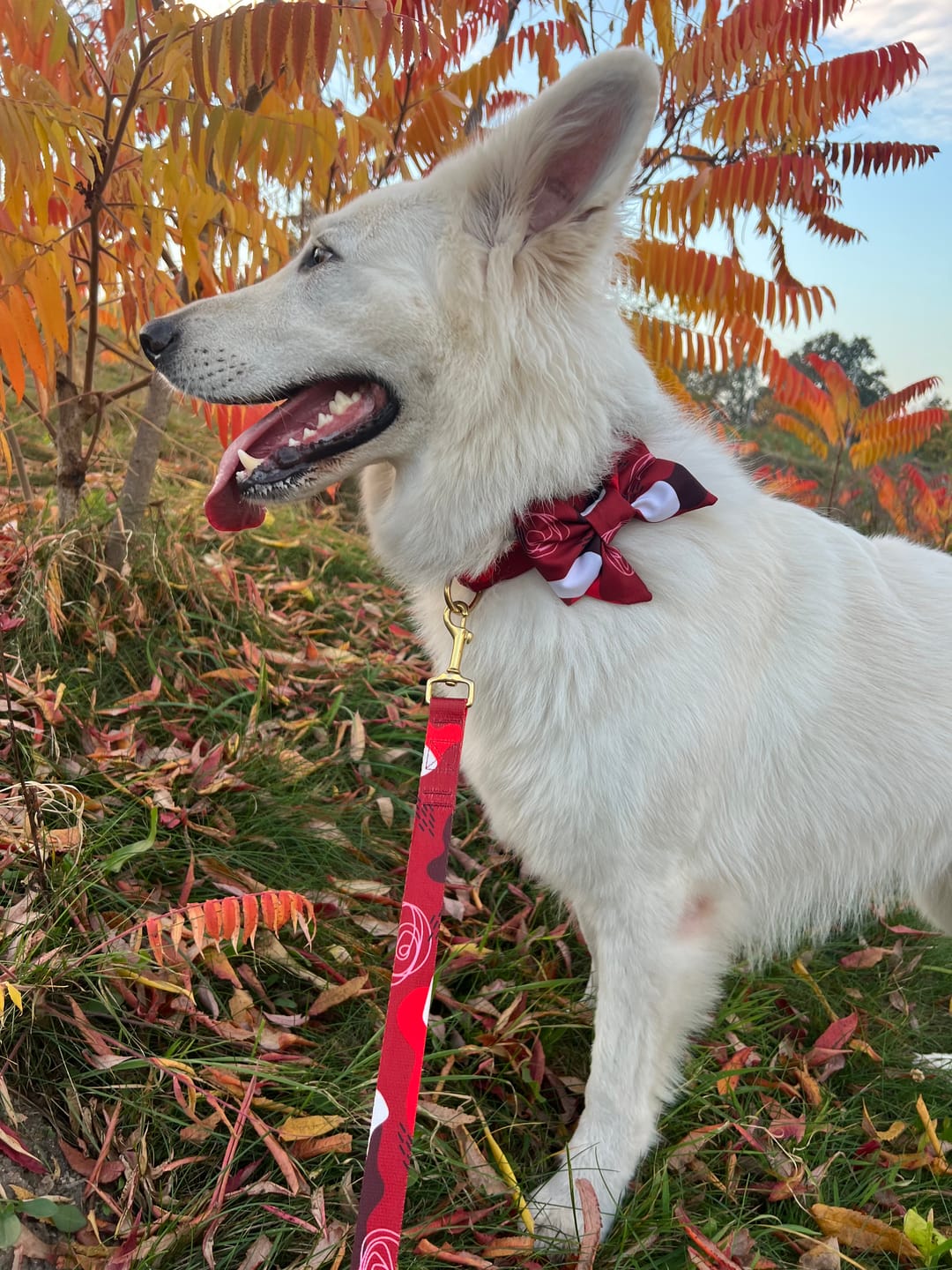 Customer photo review of Mucha dla psa "Abstract Red"