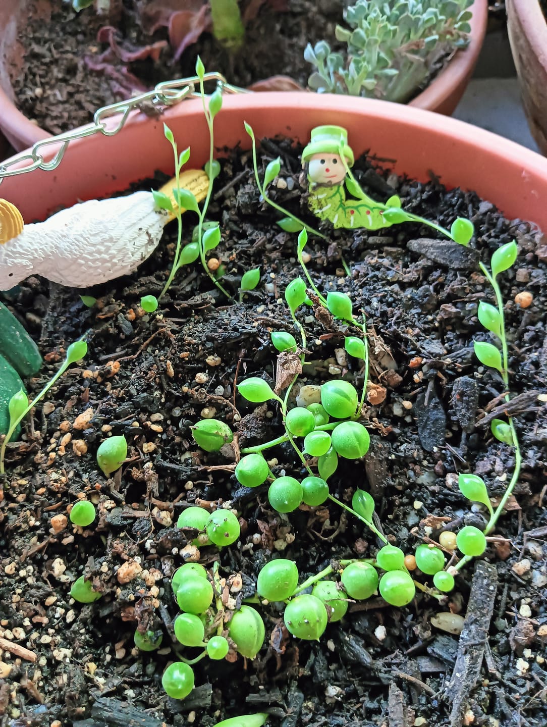 Customer photo review of Variegated String of Pearls - Senecio rowleyanus variegata
