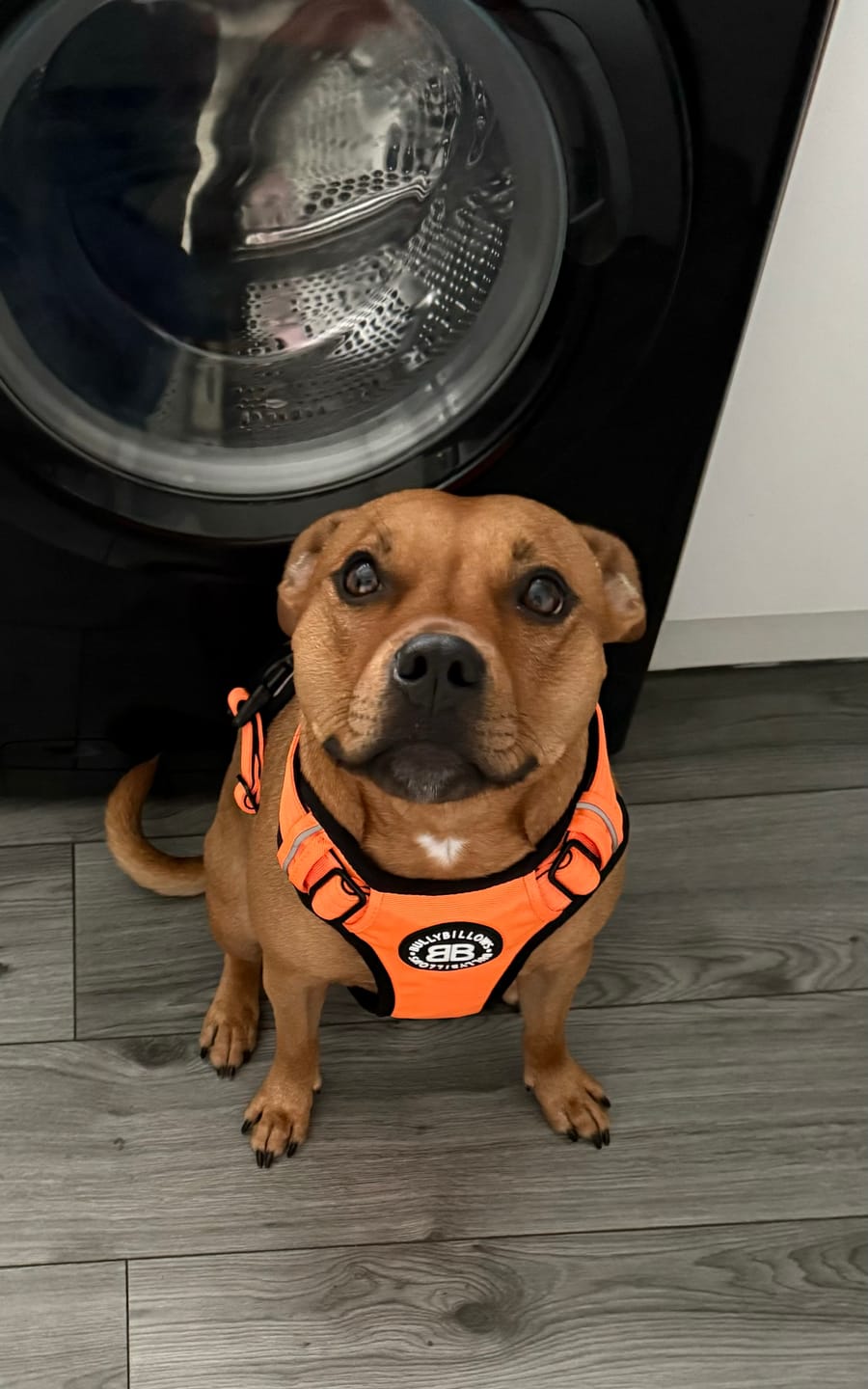 Customer photo review of Comfort Premium Harness | Non Restrictive - Orange