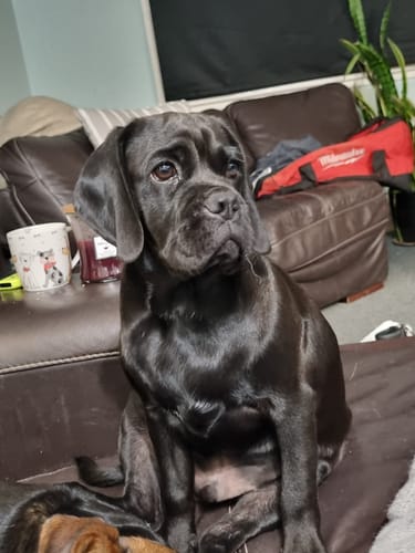 Customer photo review of Wholesale_Australia's Best Stinky Dog Shampoo