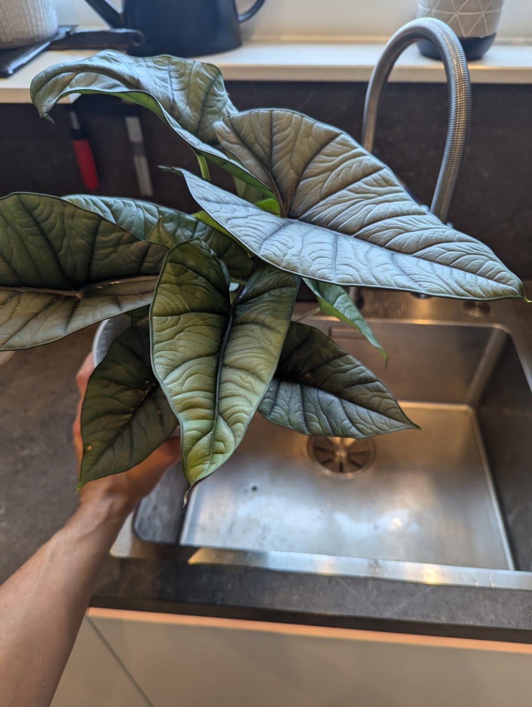 Customer photo review of ALOCASIA PLATINUM