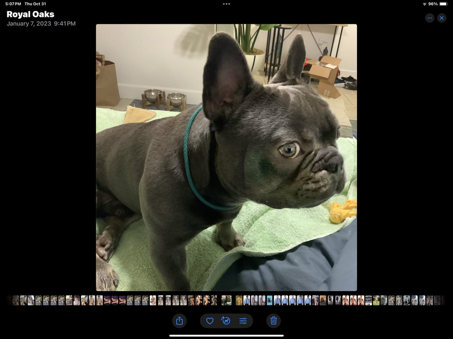 Customer photo review of Doggie Greens