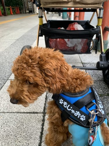 Customer photo review of FunFunPet 高機能ハーネス（お名前タグ作成サービス付き）