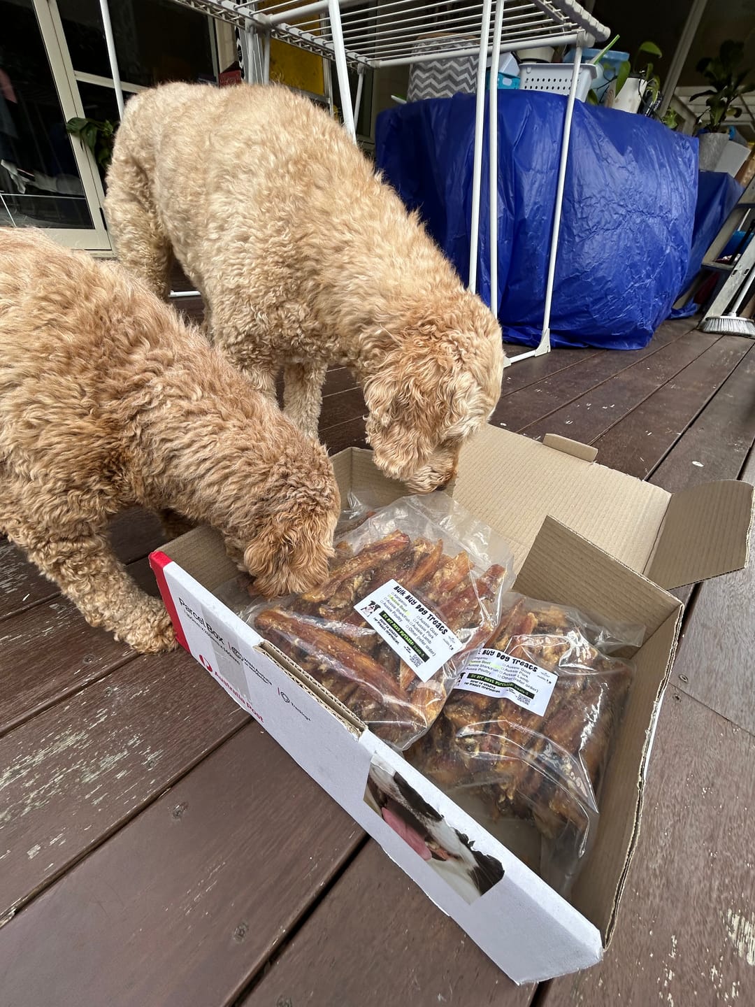 Customer photo review of Aussie Beef Neck Tendons (Small-Large Dogs)