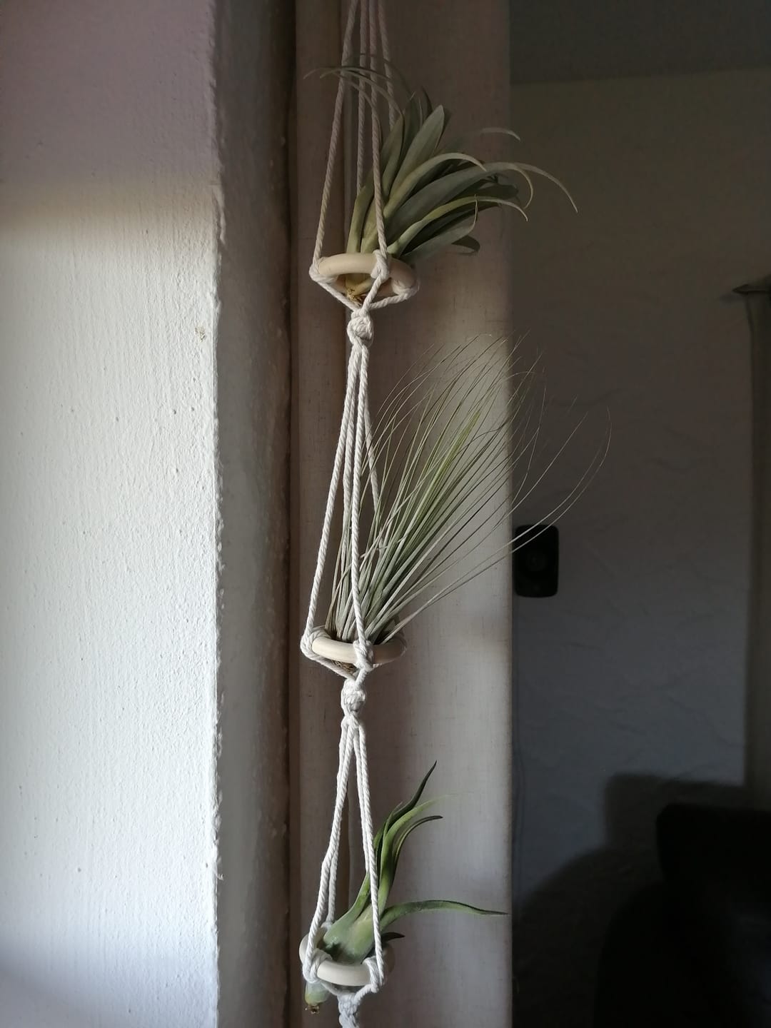 Customer photo review of Tillandsia caput medusae