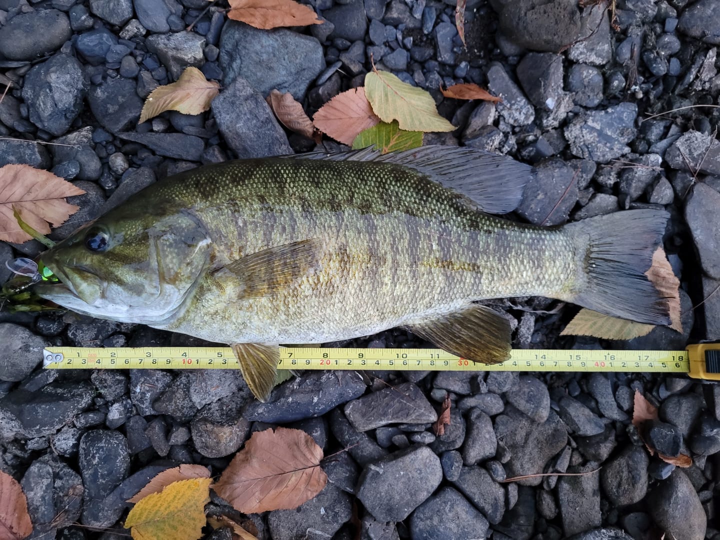Customer photo review of TRUSCEND PoPobait with BKK Hooks, Top Water Whopper Plopper Fishing Lures for Bass Walleye Pike Catfish, Floating Lure for Freshwater or Saltwater Amazing Lures Fishing Gifts for Family Fishing [WM]