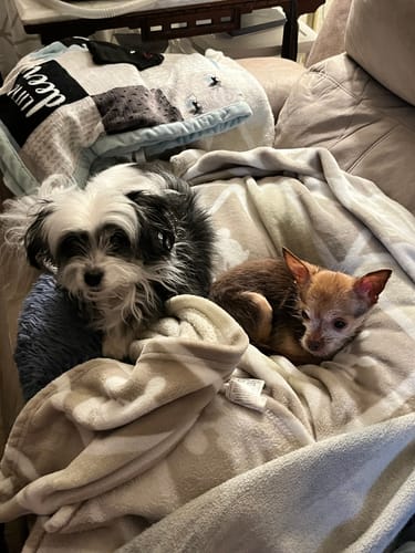 Customer photo review of Organic Coconut CBD Oil : 0.5 oz - 175 mg : Anxiety & Calming Relief Blend