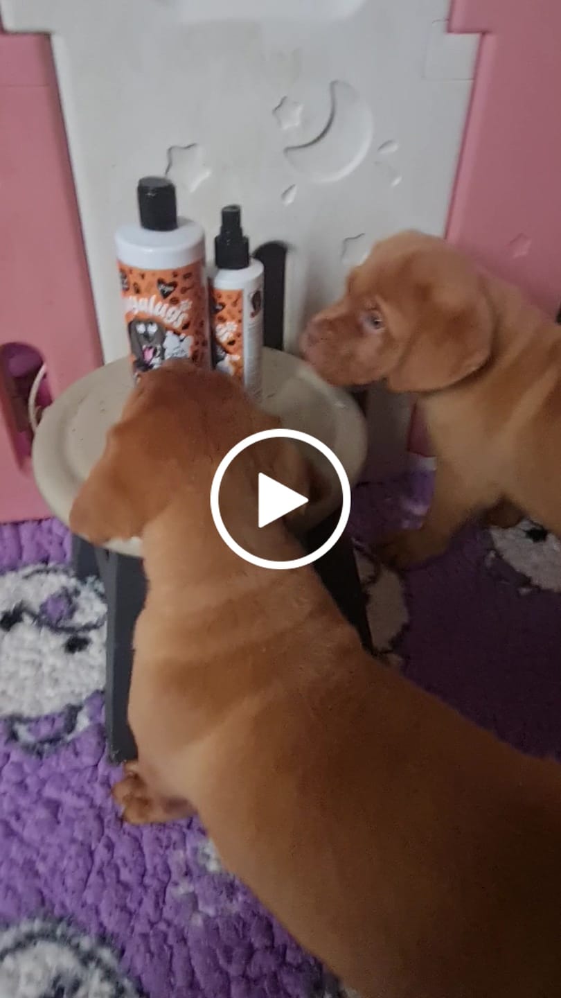 Customer video review of Spooky Edition: Pumpkin Latte Bundle (Shampoo + Cologne)