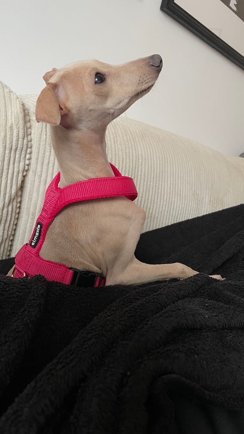 Customer photo review of Hundegeschirr FUN Welpe/Windspiel "Flamingo Pink"