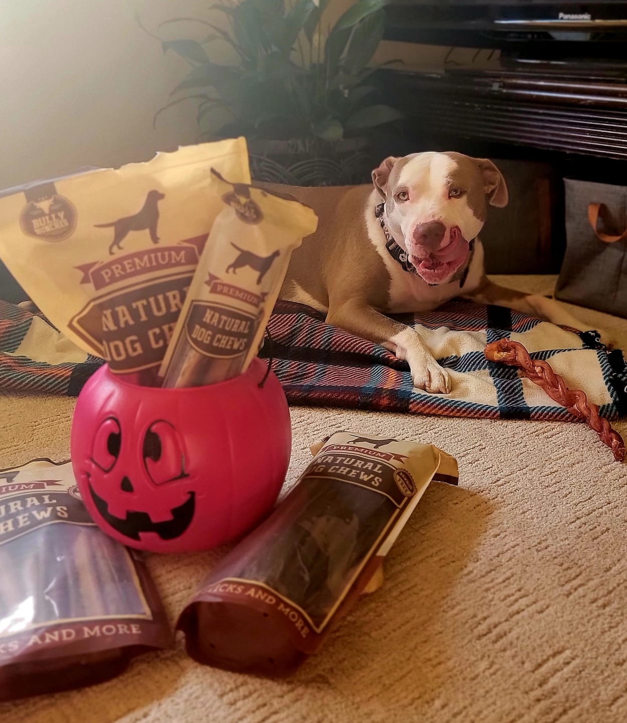 Customer photo review of 12 Inch Monster Braided Bully Stick