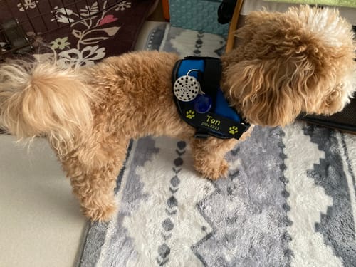 Customer photo review of FunFunPet 高機能ハーネス（お名前タグ作成サービス付き）