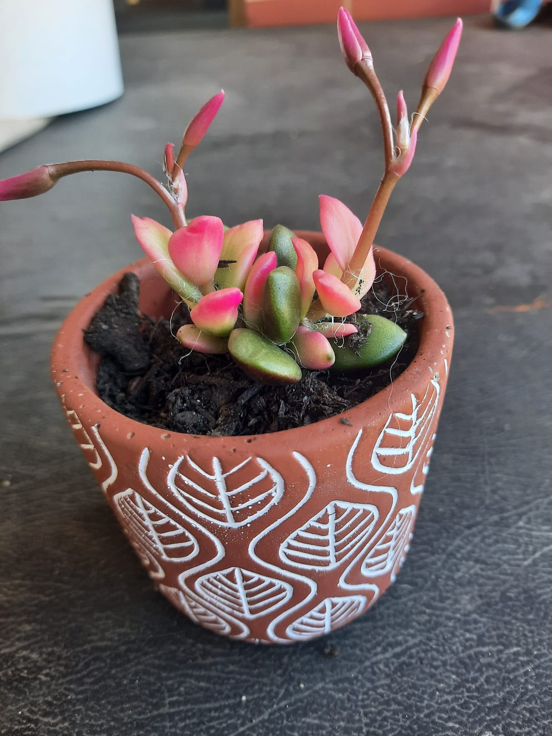 Customer photo review of Echeveria manaudes variegated