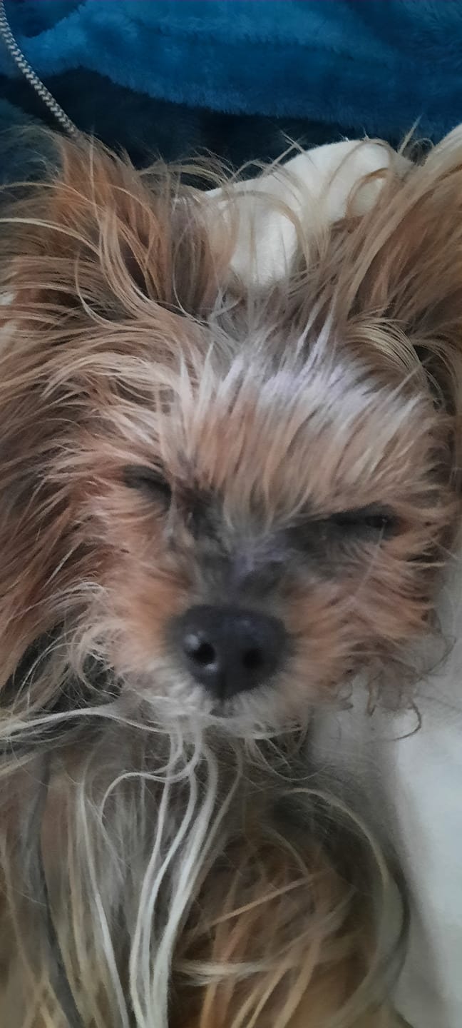 Customer photo review of KING KALM CBD 150mg for Yorkshire Terriers