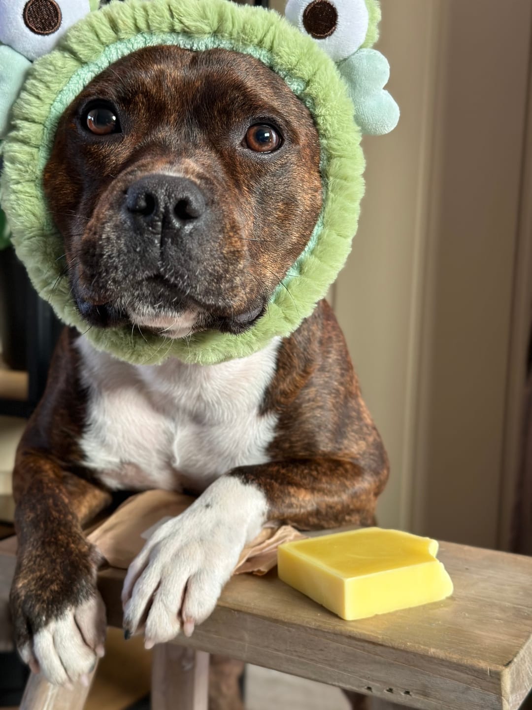 Customer photo review of Staffordshire Bull Terrier 1935® Shampoo & Soap Bar