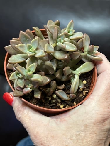 Customer photo review of Vera Higgins | Graptosedum Vera Higgins